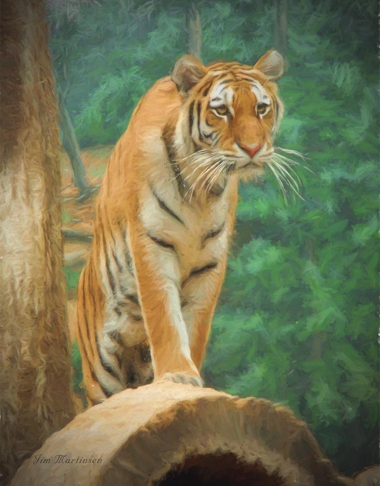 curious-tiger