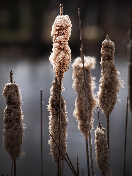 old-man-in-the-cattail
