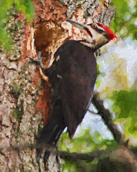 pileated-woodpecker
