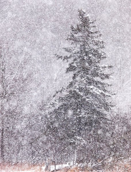 snowy-pine