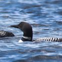 Four Loons