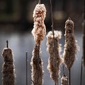 Old Man in the Cattail
