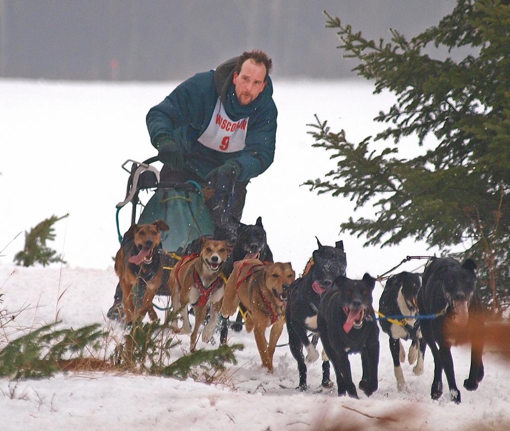 dog-sled