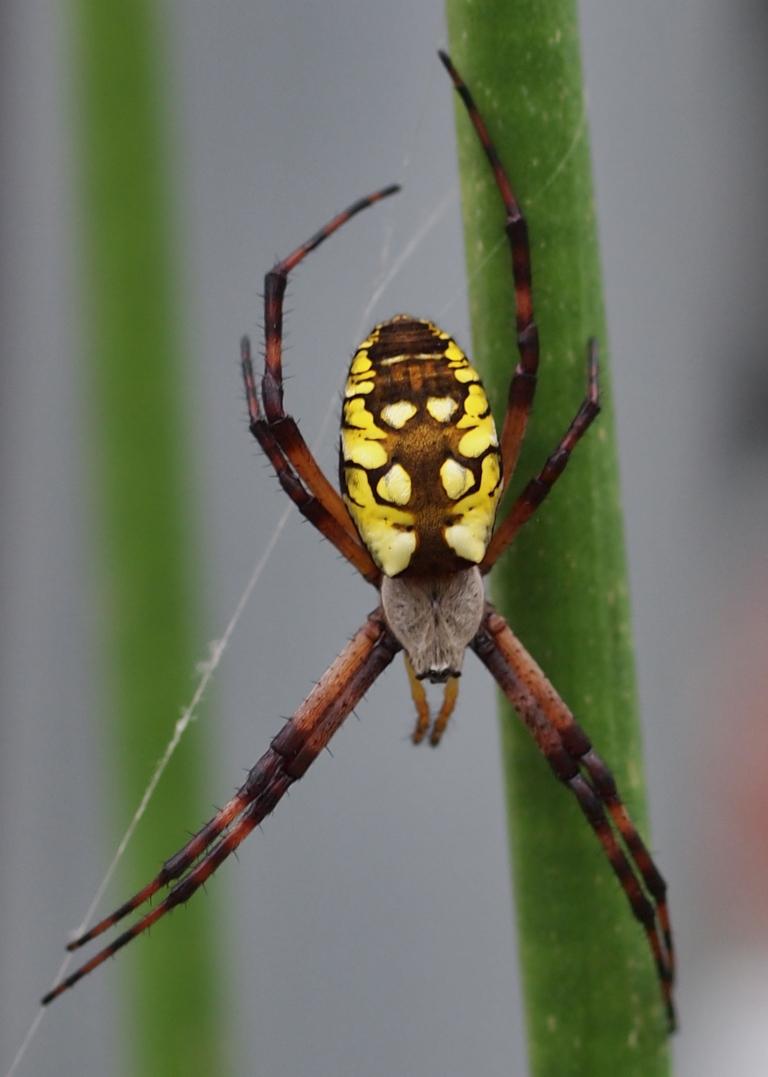 garden-spider