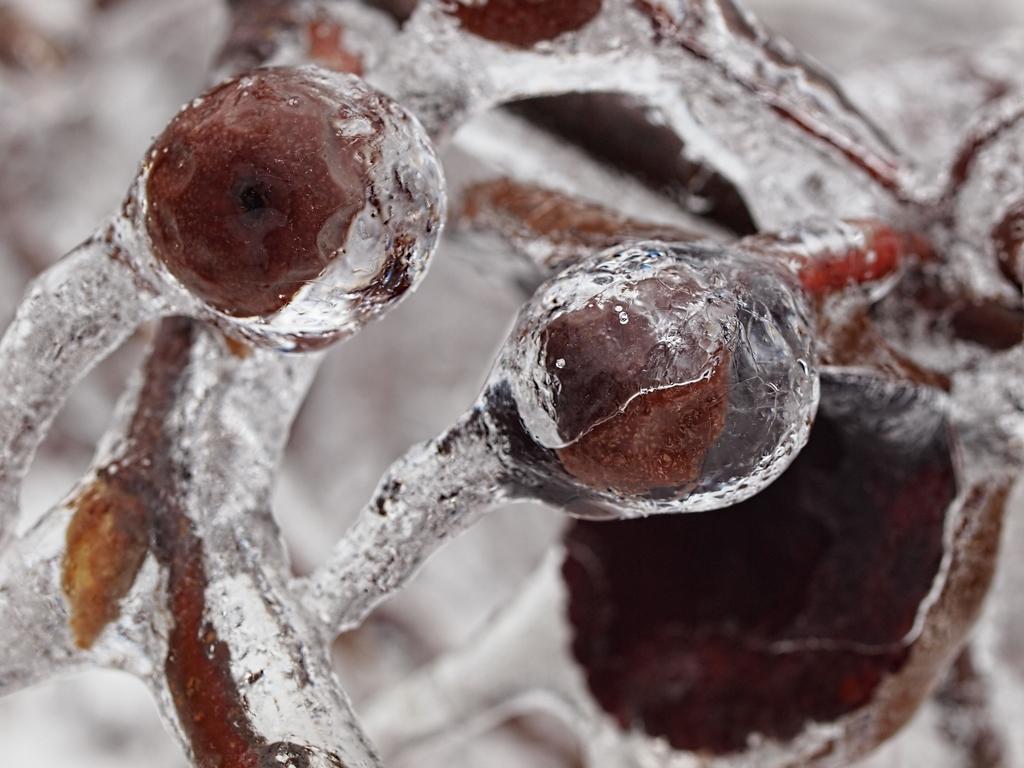 icy-berries