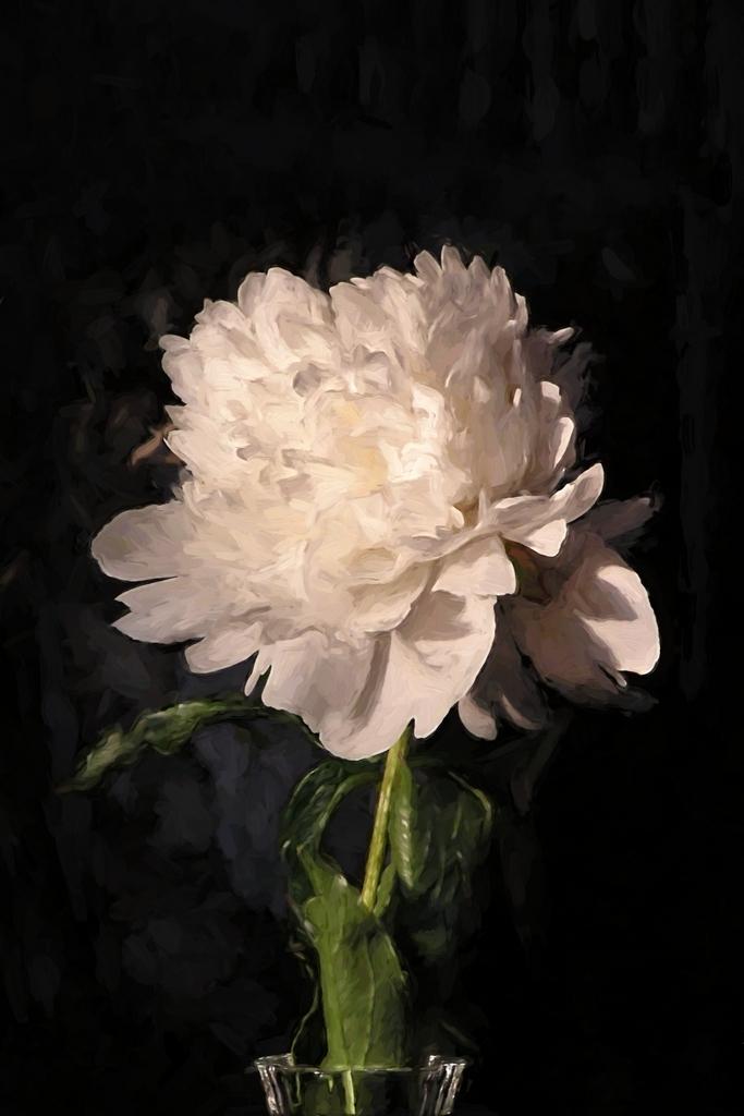 painted-peony