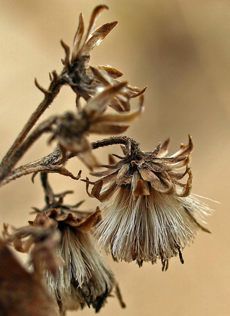 sand-thistle