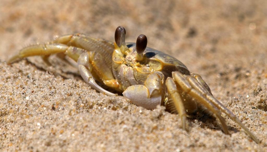 sandcrab 106