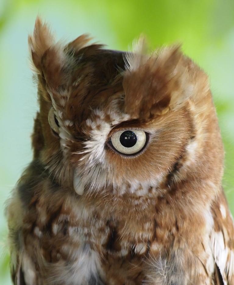 screech-owl