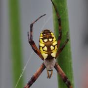 garden-spider