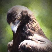 golden-eagle