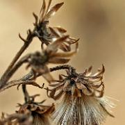 sand-thistle