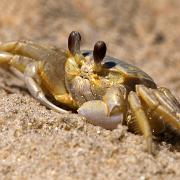 sandcrab 106