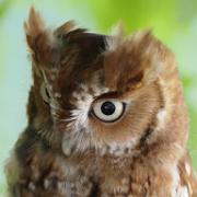 screech-owl