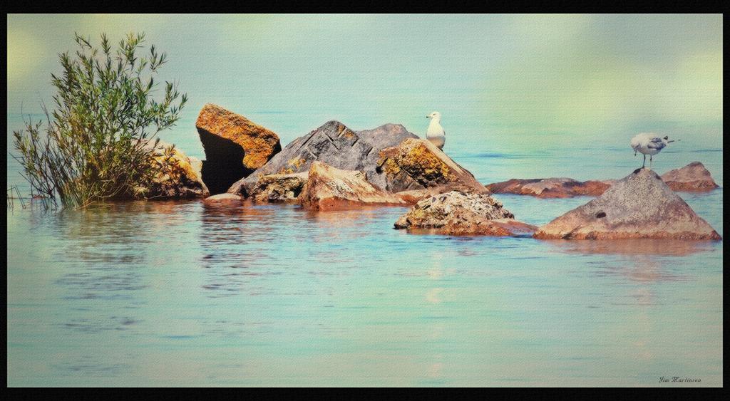 Chequamegon Gulls