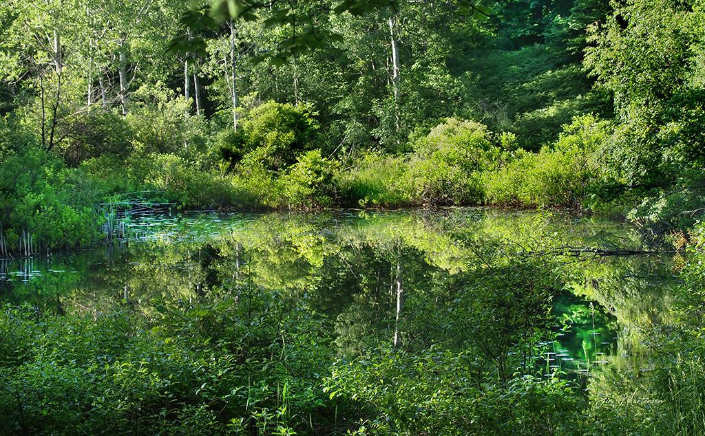 Reflections of the Shire