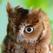 Screech Owl