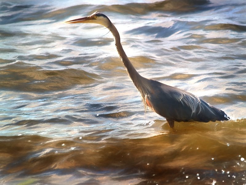 blue-heron