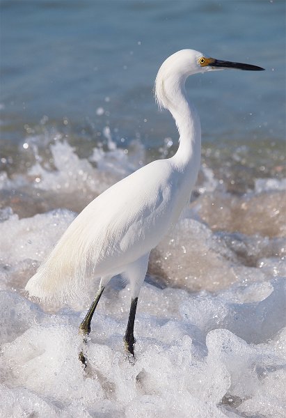 egret