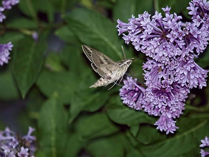 feeding-on-nectar