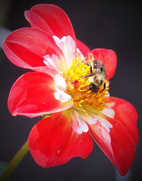 making-honey