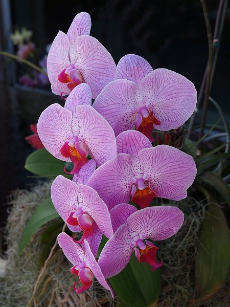 orchid