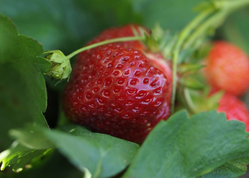 ready-for-picking