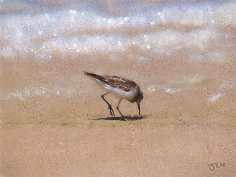 sandpiper