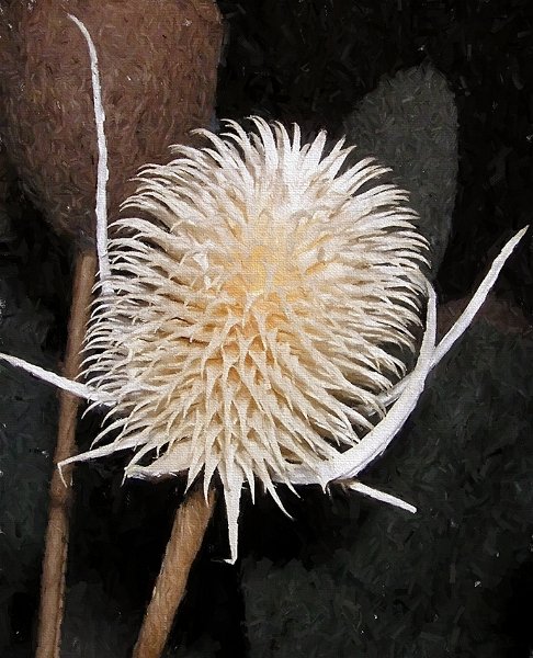 teasel