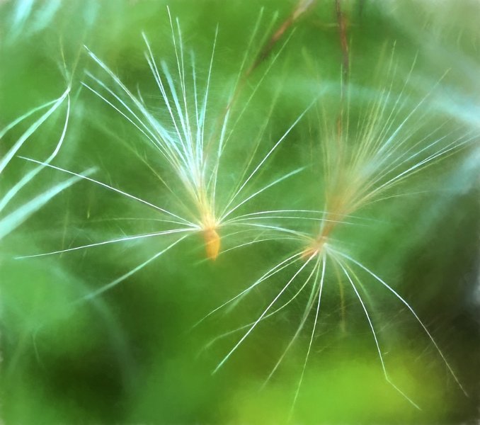 thistle-seed