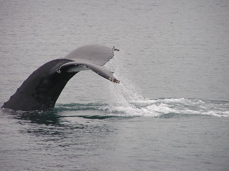 whale-tail