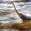 Blue Herron