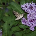 Feeding on Nectar