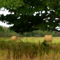 Hay Bales