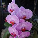 Orchid