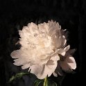 Painted Peony