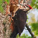 Pileated Woodpecker