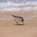 Sandpiper