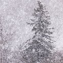 Snowy Pine